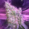 семена конопли для выращивания Northern Lights feminised Victory Seeds семена конопли для выращивания Northern Lights feminised Victory Seeds