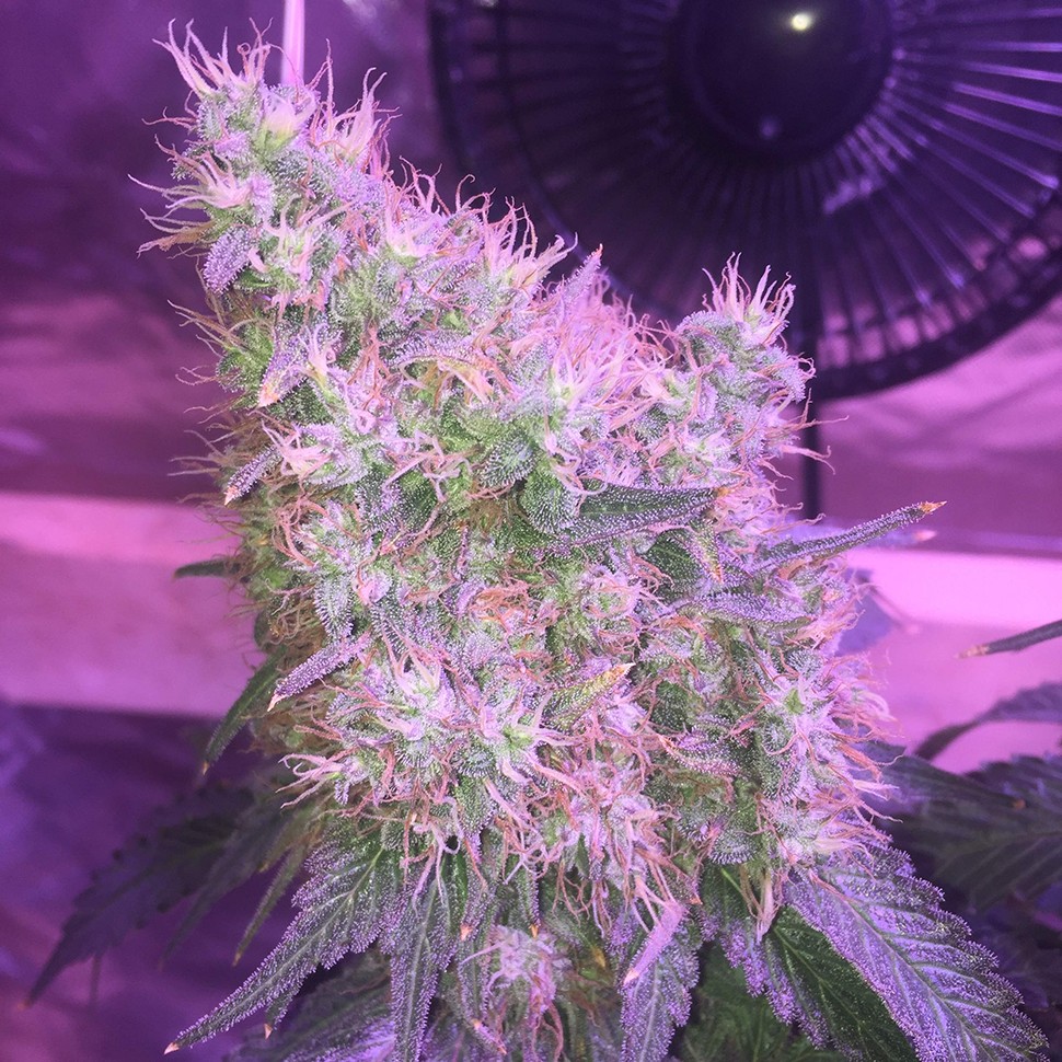 Семена конопли Northern Lights feminised Victory Seeds