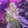 семена конопли марихуаны Northern Lights feminised Victory Seeds семена конопли марихуаны Northern Lights feminised Victory Seeds