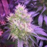 семена конопли элитных сортов Northern Lights feminised Victory Seeds семена конопли элитных сортов Northern Lights feminised Victory Seeds