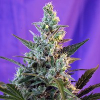 Auto Sweet Skunk feminised Ganja Seeds