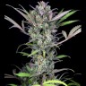 Семена марихуаны Auto Sweet Skunk feminised Ganja Seeds Семена марихуаны Auto Sweet Skunk feminised Ganja Seeds