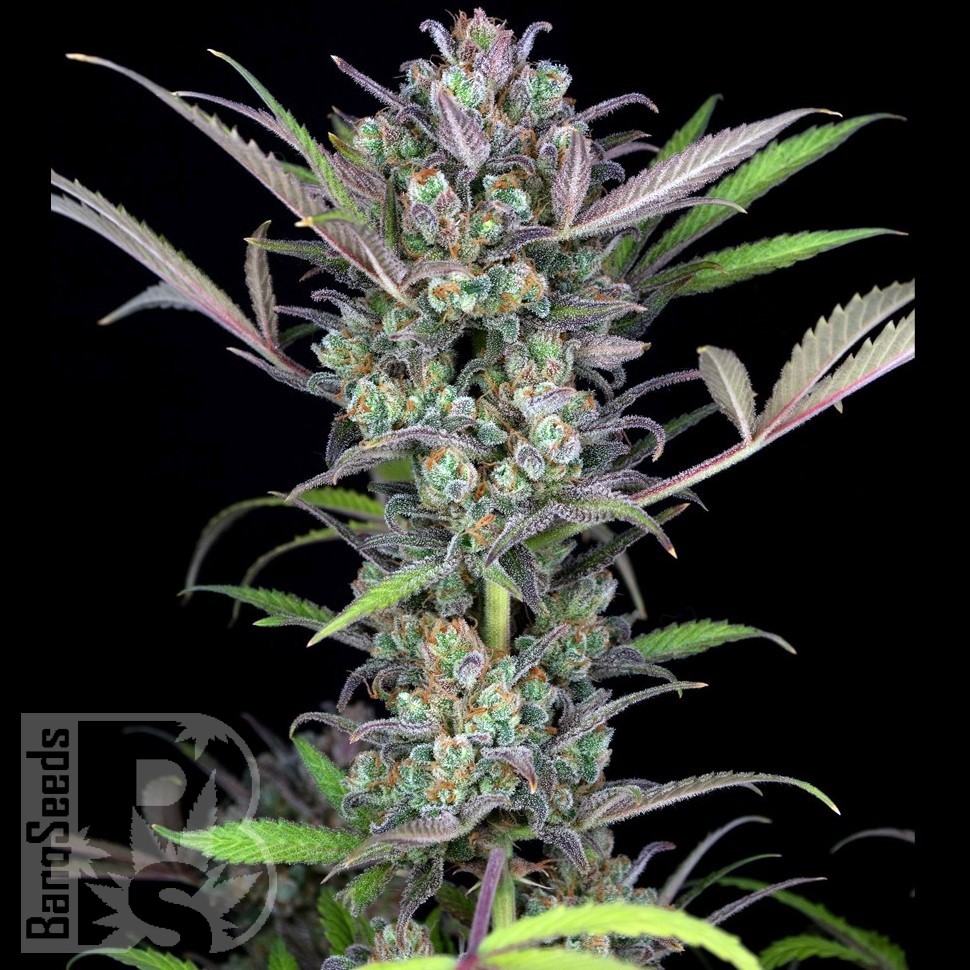 Семена марихуаны Auto Sweet Skunk feminised Ganja Seeds Семена марихуаны Auto Sweet Skunk feminised Ganja Seeds