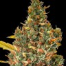 Семена марихуаны Auto Sweet Skunk feminised Ganja Seeds Семена марихуаны Auto Sweet Skunk feminised Ganja Seeds