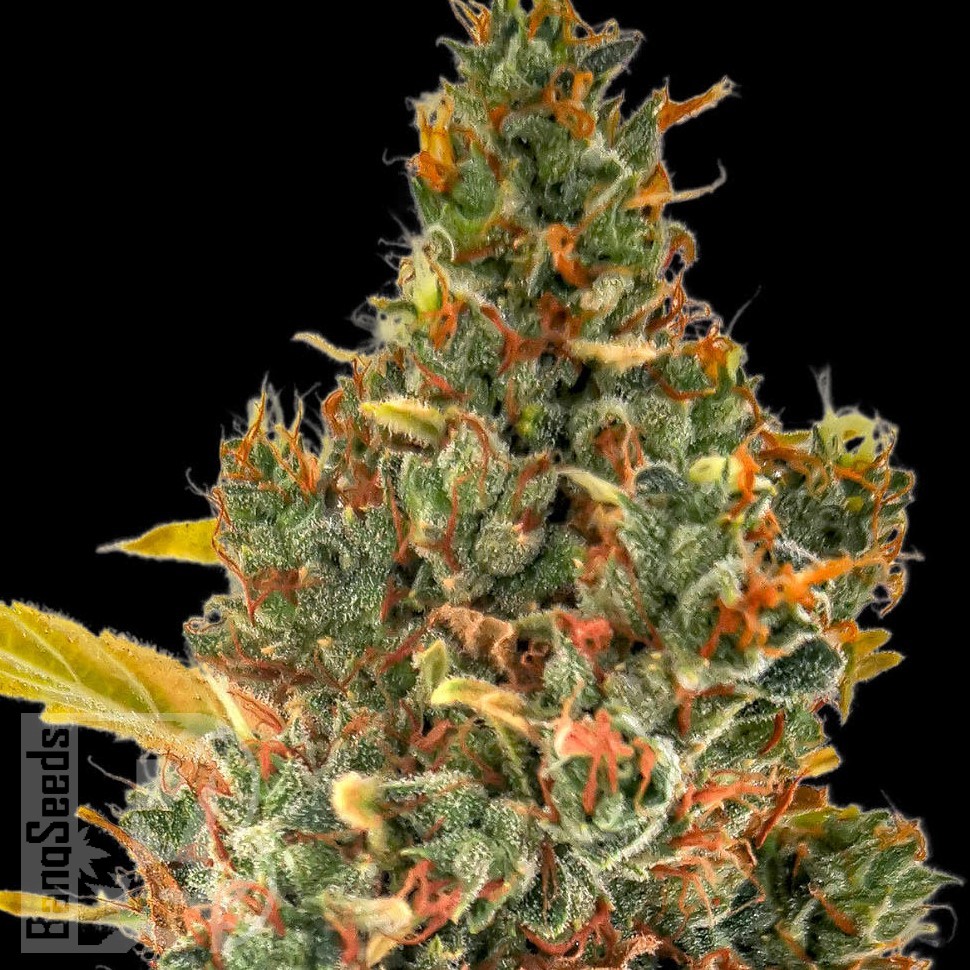Семена марихуаны Auto Sweet Skunk feminised Ganja Seeds Семена марихуаны Auto Sweet Skunk feminised Ganja Seeds