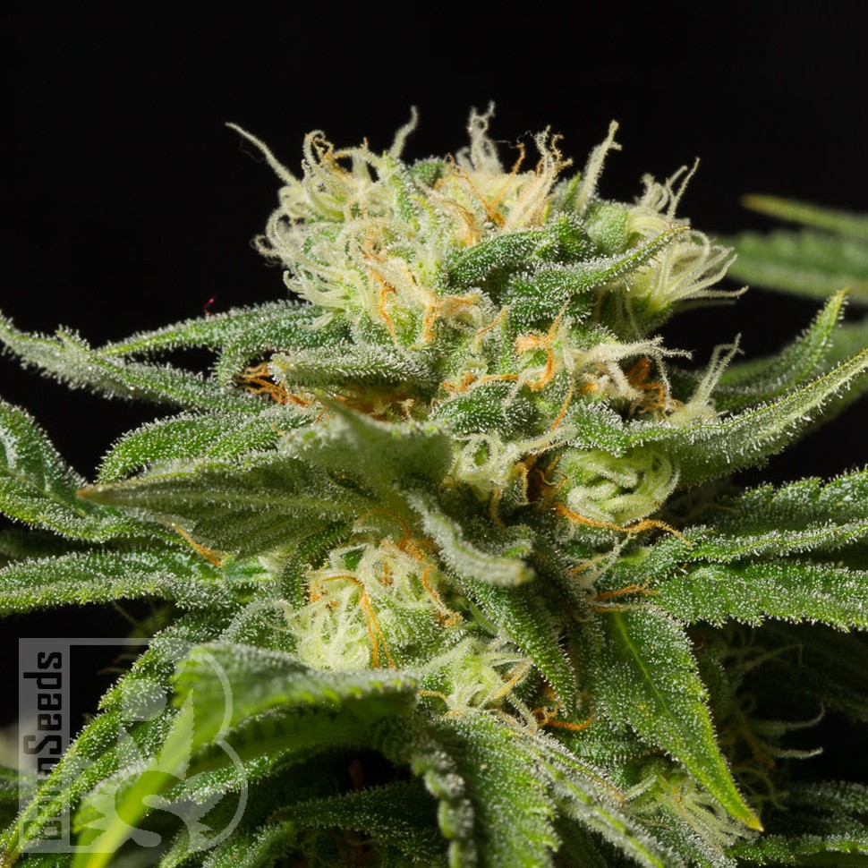 California Hash Plant feminised Ganja Seeds купить California Hash Plant feminised Ganja Seeds купить
