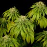 California Hash Plant feminised Ganja Seeds заказать California Hash Plant feminised Ganja Seeds заказать