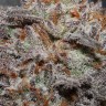 Bubba Kush feminised Ganja Seeds Bubba Kush feminised Ganja Seeds
