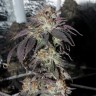 Bubba Kush feminised Ganja Seeds Bubba Kush feminised Ganja Seeds