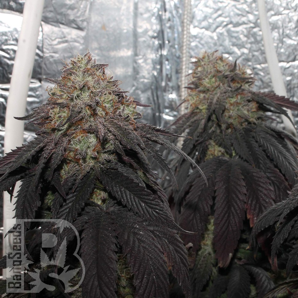 Bubba Kush feminised Ganja Seeds Bubba Kush feminised Ganja Seeds