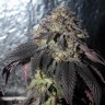 Bubba Kush feminised Ganja Seeds Bubba Kush feminised Ganja Seeds