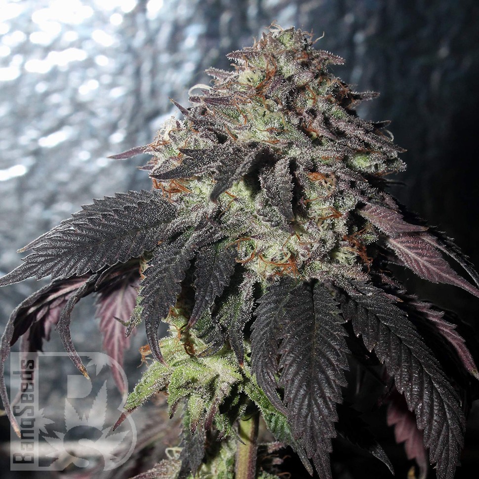 Bubba Kush feminised Ganja Seeds Bubba Kush feminised Ganja Seeds