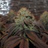 Bubba Kush feminised Ganja Seeds Bubba Kush feminised Ganja Seeds