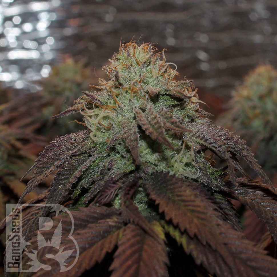 Bubba Kush feminised Ganja Seeds Bubba Kush feminised Ganja Seeds