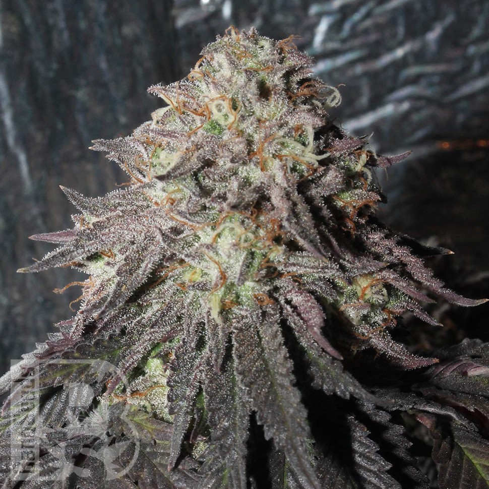 Bubba Kush feminised Ganja Seeds Bubba Kush feminised Ganja Seeds