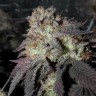Bubba Kush feminised Ganja Seeds Bubba Kush feminised Ganja Seeds