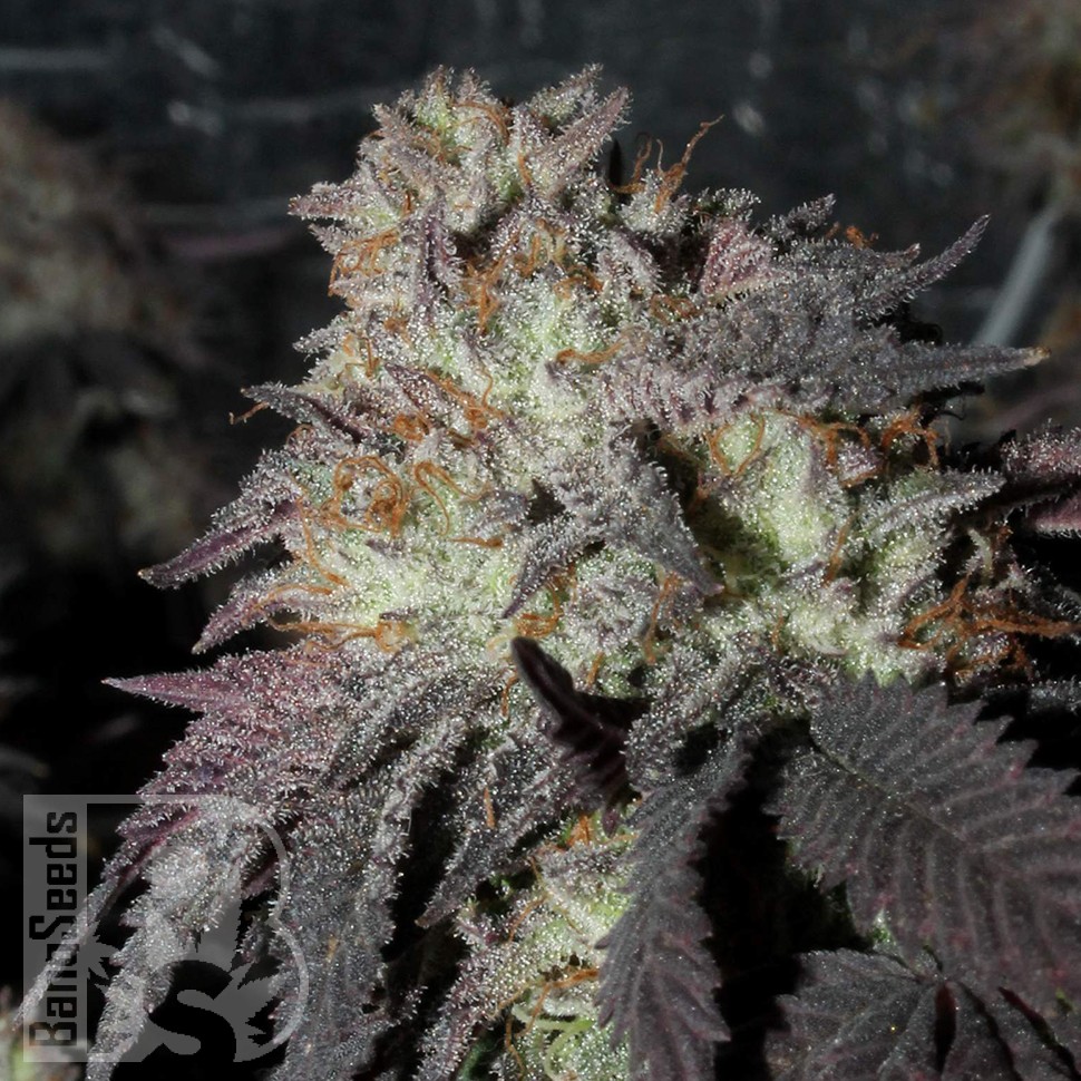 Bubba Kush feminised Ganja Seeds Bubba Kush feminised Ganja Seeds