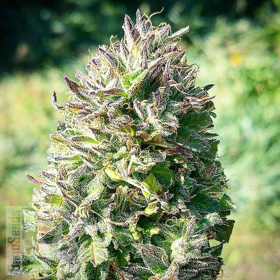 Семена каннабиса Super Silver feminised Ganja Seeds Семена каннабиса Super Silver feminised Ganja Seeds