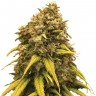 Семена каннабиса Super Silver feminised Ganja Seeds Семена каннабиса Super Silver feminised Ganja Seeds