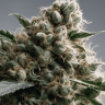 Семена каннабиса Super Silver feminised Ganja Seeds Семена каннабиса Super Silver feminised Ganja Seeds