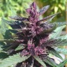 семена конопли для посадки купить Auto Purple Kush feminised семена конопли для посадки купить Auto Purple Kush feminised