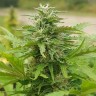 заказать семена конопли курьером Original Afghani reg заказать семена конопли курьером Original Afghani reg