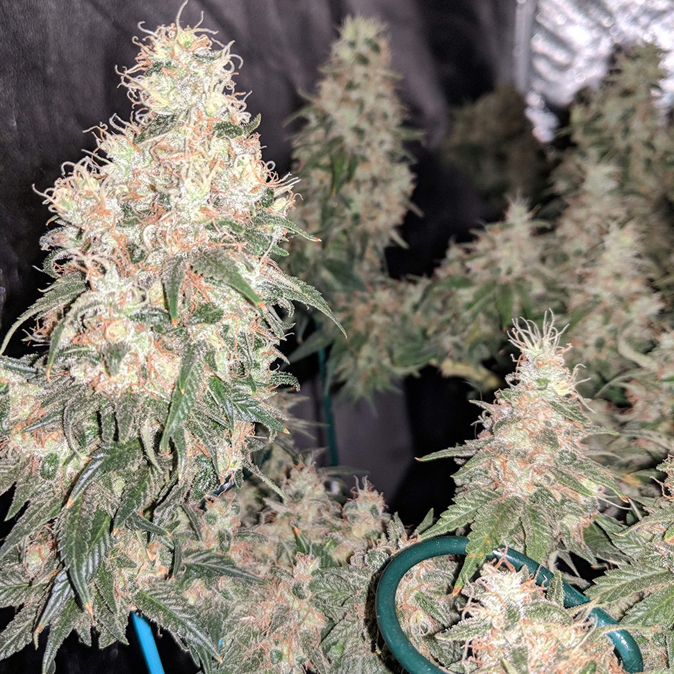 Семена ганжа  G13 Skunk regular Ganja Seeds