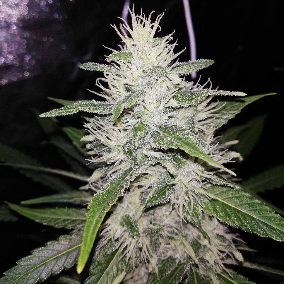 Семена  Alter Ego feminised Neuro Seeds