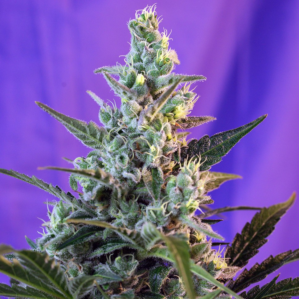 Семена ганжа Auto Think Big feminised Ganja Seeds