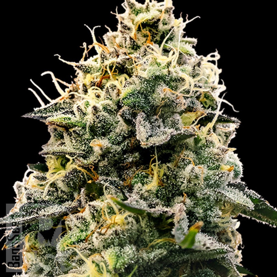Семена ганжа Auto Think Big feminised Ganja Seeds Семена ганжа Auto Think Big feminised Ganja Seeds