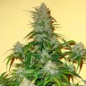 Семена ганжа Auto Think Big feminised Ganja Seeds Семена ганжа Auto Think Big feminised Ganja Seeds