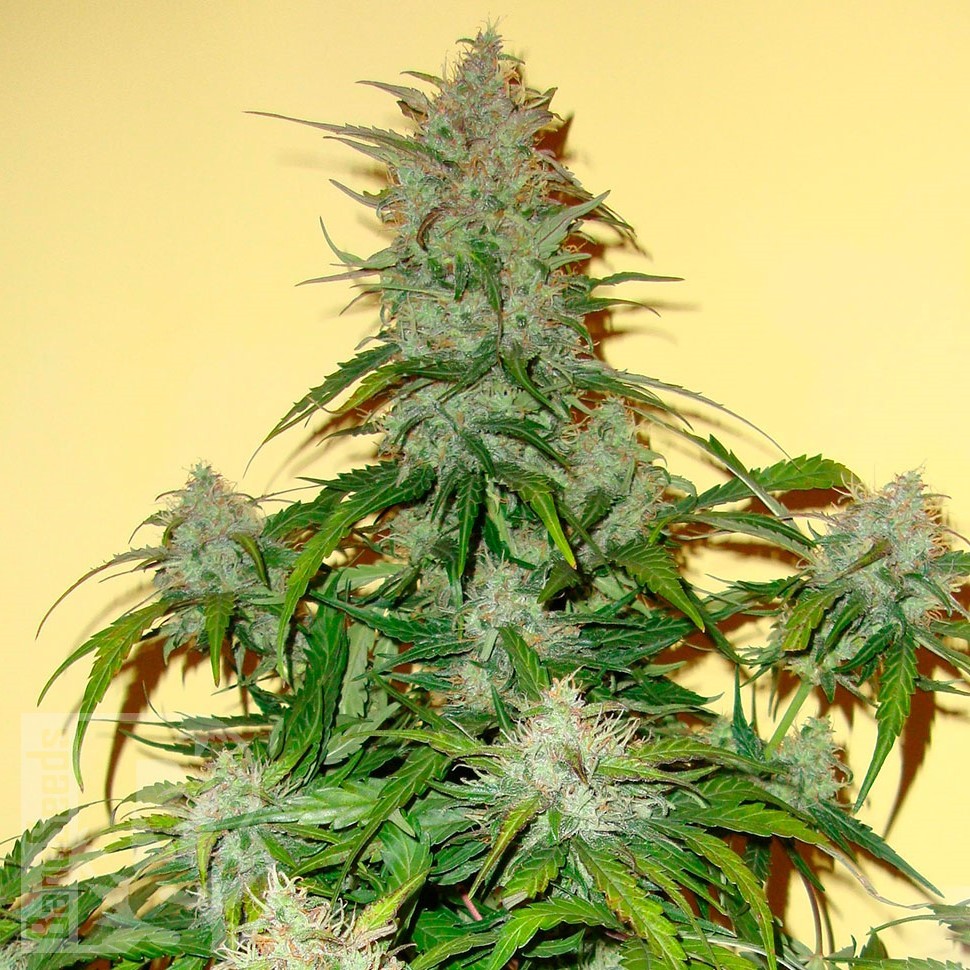 Семена ганжа Auto Think Big feminised Ganja Seeds Семена ганжа Auto Think Big feminised Ganja Seeds