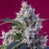 Семки Indigo Berry Kush feminised Ganja Seeds Семки Indigo Berry Kush feminised Ganja Seeds