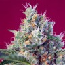 Семена Indigo Berry Kush feminised Ganja Seeds Семена Indigo Berry Kush feminised Ganja Seeds