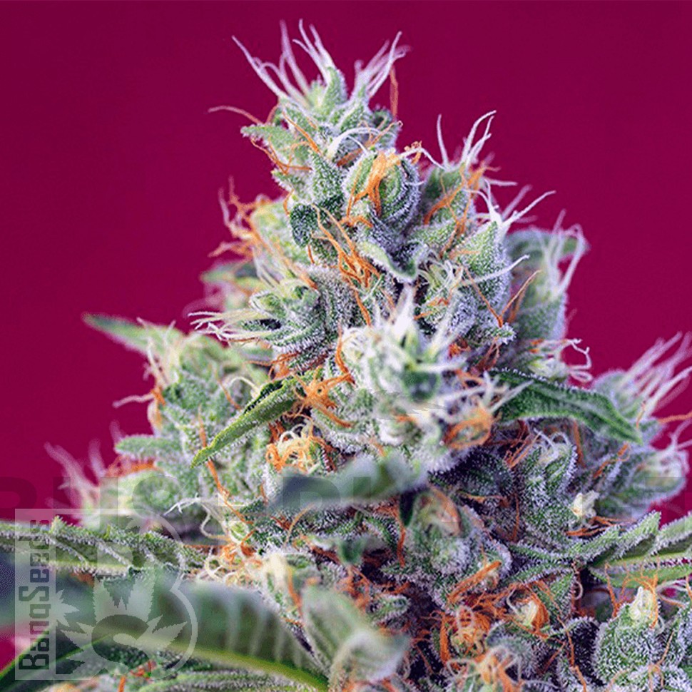 Семена Indigo Berry Kush feminised Ganja Seeds Семена Indigo Berry Kush feminised Ganja Seeds