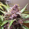Купить Indigo Berry Kush feminised Ganja Seeds Купить Indigo Berry Kush feminised Ganja Seeds