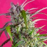 Заказать Indigo Berry Kush feminised Ganja Seeds Заказать Indigo Berry Kush feminised Ganja Seeds