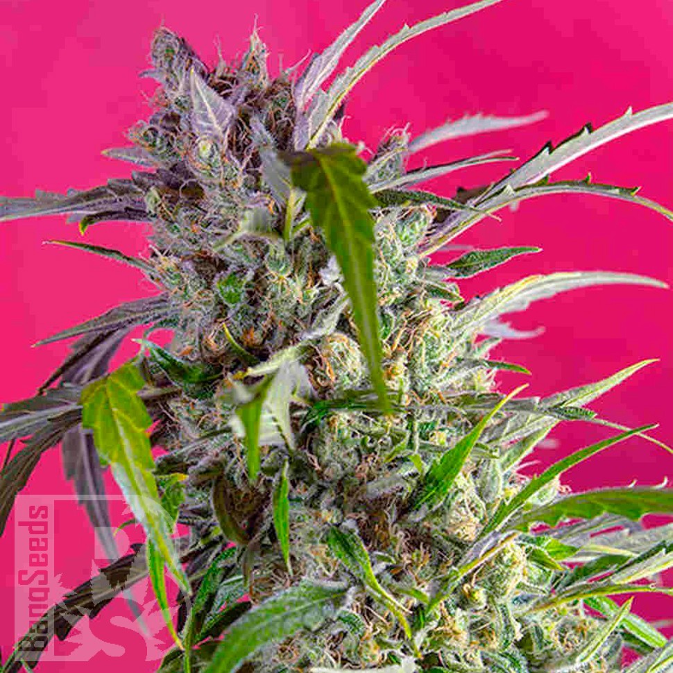 Заказать Indigo Berry Kush feminised Ganja Seeds Заказать Indigo Berry Kush feminised Ganja Seeds