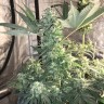 Bubble Gum feminised Ganja Seeds Bubble Gum feminised Ganja Seeds
