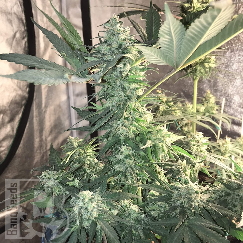 Bubble Gum feminised Ganja Seeds