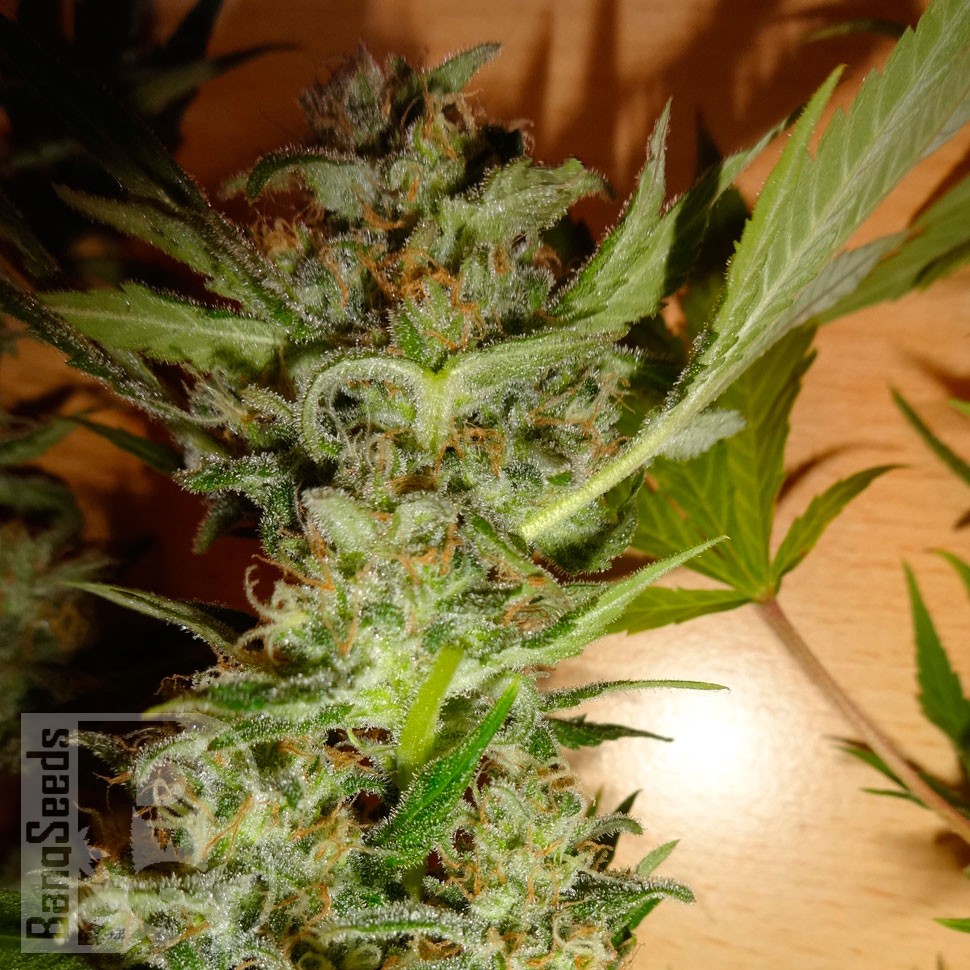 Bubble Gum feminised Ganja Seeds Bubble Gum feminised Ganja Seeds