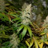 Bubble Gum feminised Ganja Seeds Bubble Gum feminised Ganja Seeds
