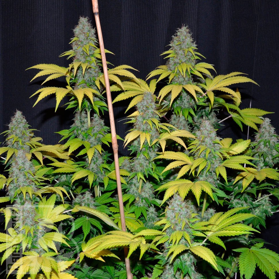 Bubble Gum feminised Ganja Seeds Bubble Gum feminised Ganja Seeds