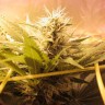 Bubble Gum feminised Ganja Seeds Bubble Gum feminised Ganja Seeds