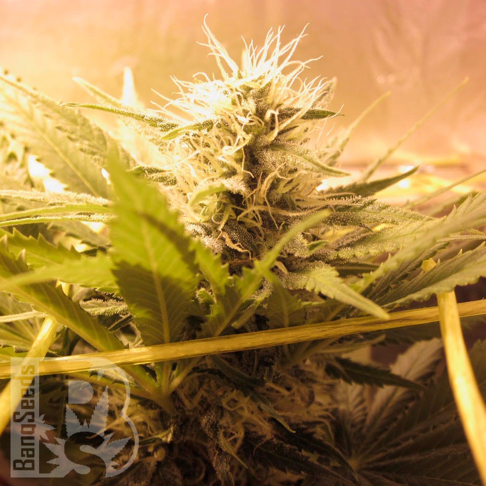 Bubble Gum feminised Ganja Seeds Bubble Gum feminised Ganja Seeds