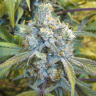 Семена марихуаны Super Silver Haze feminised Ganja Seeds Семена марихуаны Super Silver Haze feminised Ganja Seeds