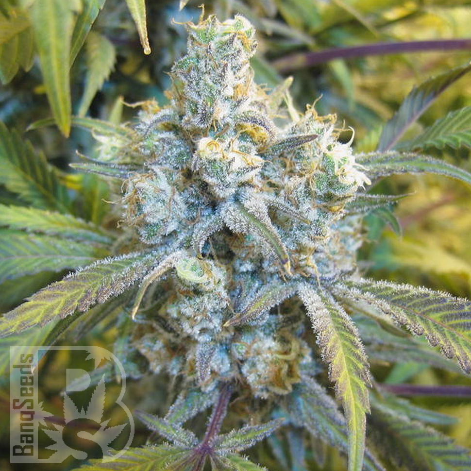 Семена марихуаны Super Silver Haze feminised Ganja Seeds
