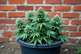 Контейнерное выращивание каннабиса: за и против