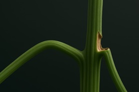 Восстанавливаем сломанную ветку каннабиса