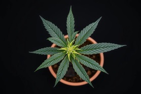 Тонкости правильной пересадки каннабиса